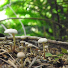 Unknown small mushroom
