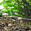Unknown small mushroom