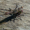 Robberfly and prey