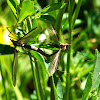 Crane Fly