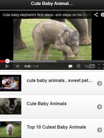 Cute Baby Animal Videos