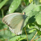 Southern White butterfly