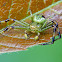 Crab spider