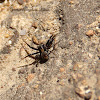 Ground Crab Spider