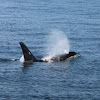 Orca or Killer Whale
