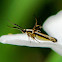 Flower Moth or Scythridid Moth