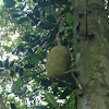 Jackfruit Tree