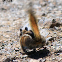 Western Chipmunk