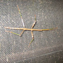 Walking stick