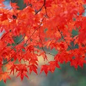 Red leaves  Wallpaper logo