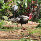 Domestic Turkey