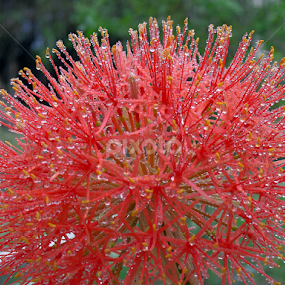 Ball Lily Close Up Shot by Monzur Sazid Ahmed - Flowers Single Flower