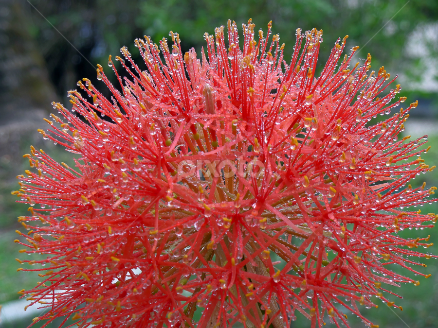 Ball Lily Close Up Shot by Monzur Sazid Ahmed - Flowers Single Flower
