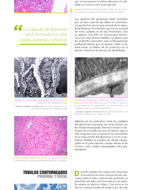 Android application Atlas Interactivo Histología 3 screenshort