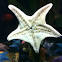 Sea Star or Star Fish
