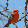 Vermillion Flycatcher