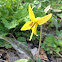 Yellow trout lily, dogtooth violet