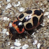 Seaside Lady Beetle