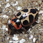 Seaside Lady Beetle