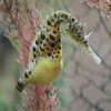 Pot-Bellied Seahorse