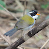 Saffron-Billed Sparrow