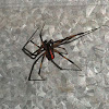 Male Southern Black Widow Spider