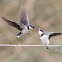 White-Throated Swallow