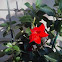 Mandevilla Sun Parasols Red