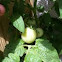 Bonnie Plants "Husky Cherry Red" Tomato Hybrid