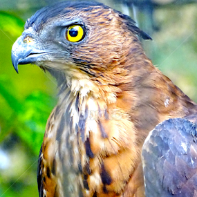 Black Kite by Alan Chew - Animals Birds