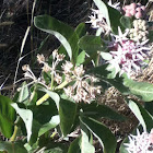 Asclepias sp.