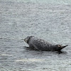 Harbor (or harbour) seal