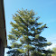 Eastern White Pine