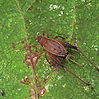 Cricket - Restless Bush Cricket (Female)