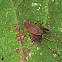 Cricket - Restless Bush Cricket (Female)