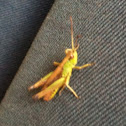 Colourful Grasshopper