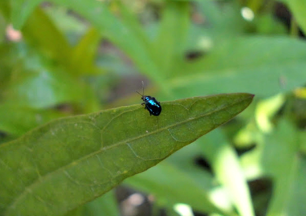 Chrysomelid Beetle.