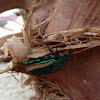 Fig- Eater Beetle