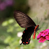 Pink Rose Butterfly