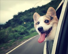 コーギー犬の壁紙 Androidアプリ Applion