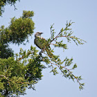 Northern Mockingbird