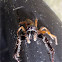 NZ jumping spider (male)