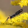 Yellow-collared Scape Moth