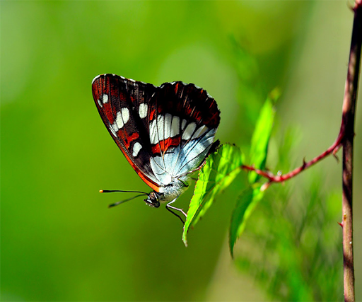 免費下載個人化APP|Butterfly Live Wallpaper app開箱文|APP開箱王