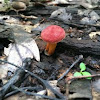 Red Bolete Mushroom 