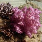 Coral