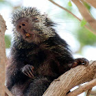 Mexican hairy dwarf porcupine