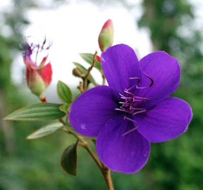 A tropical flower in Jamaica.