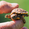Natal Hinged Tortoise