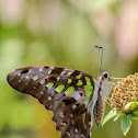 Tailed Jay, Green-spotted Triangle, Tailed Green Jay, or the Green Triangle